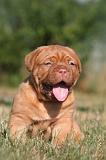 DOGUE DE BORDEAUX 451